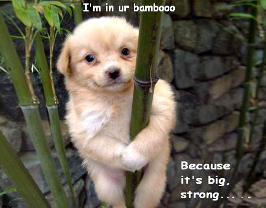 INHABIPUPPY!!!