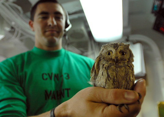 HABBY FIGHTS BACK: Owl found in the cockpit of fighter jet