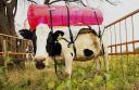 cow backpack, methane emissions, National Institute for Agricultural Technology, livestock industry, greenhouse gases, global warming, Guillermo Berro, Argentina