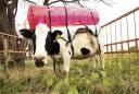 cowbackpack1