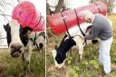 cowbackpack2