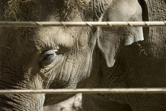 Foster Designs House for his Biggest Clients Ever: Elephants!