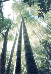 BAMBOO VILLAGE