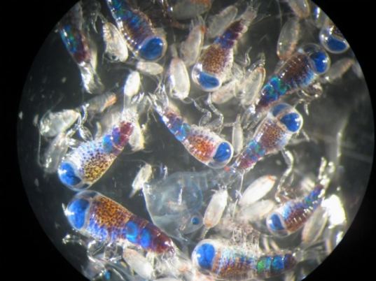 Great Pacific Garbage Patch is Worse Than We Thought