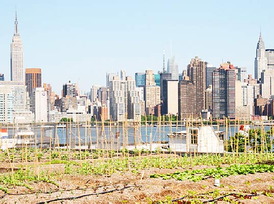 The Roof, the Roof, the Roof is a Farm!