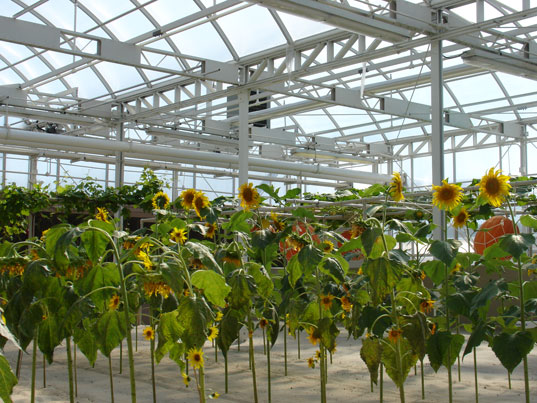 MICKEY MOUSE SUSTAINABLE FARMING at Disney EPCOT