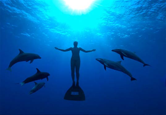 THE COVE: The Movie That Actually Stopped Dolphin Killings