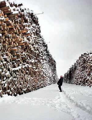 SALVAGING SWEDEN’S TIMBER