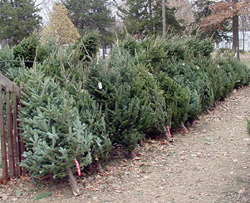 A DIFFERENT CHRISTMAS TREE