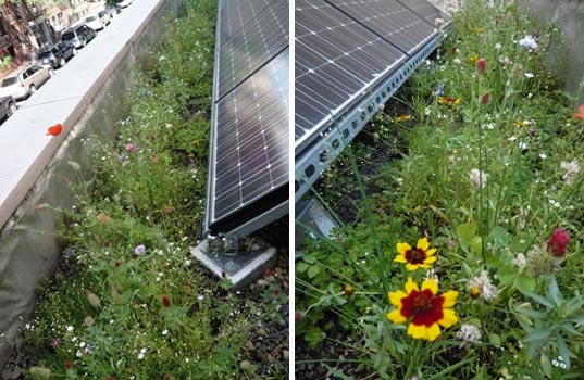 ALIVE STRUCTURES: Greening NYC Rooftops