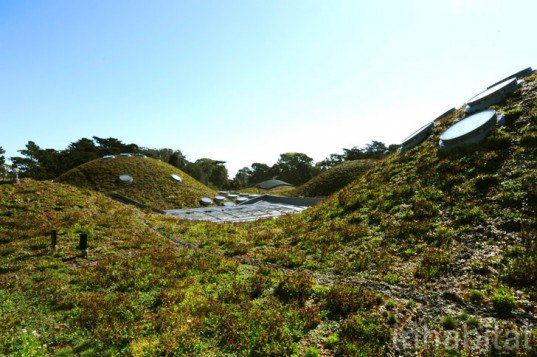 green roof, rana creek, living wall, CABoom, paul kephart, freya bardell, sustainable design, green design, sustainable architecture, green architecture, living roof, green building, natural roofs, sustainable roofs, california academy of sciences