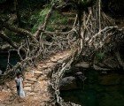 Living Growing Root Bridges Are 100% Natural Architecture