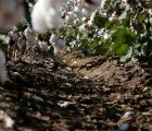 H&M, Other Brands Guilty of “Organic Cotton Fraud”?