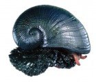Three-Layered Snail Shell Inspires Better Body Armor