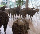 Jean Luc Cornec’s Re-purposed Rotary Phone Sheep