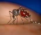 Genetically Engineered Mosquitos Could Prevent Dengue Fever