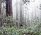 Climate Change is Causing San Francisco to Lose its Fog