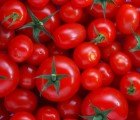 GMO Tomatoes Could Stay Fresh For Over a Month