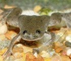 Common Herbicide Causes a Sex Change in Frogs