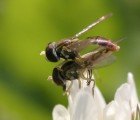 Scientists Use Sex-Crazed Bugs as Alternative to Toxic Pesticides