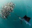 Discovery Channel Premiers Life