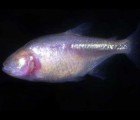 Underwater “Snookie” Robot is Inspired By Blind Fish