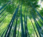 Urban Biofilter Project Plants Bamboo Forests to Clean up Brownfields