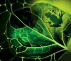 Engineers Develop Carbon-Capturing Photosynthetic Frog Foam