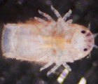 The Wood-Eating Gribble May Hold the Key to Biofuel Production
