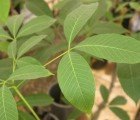 IBM Creates Plant-Based, Highly Recyclable Plastics