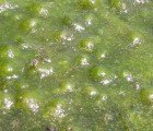 Stanford Scientists Harvest Electricity From Algae Photosynthesis