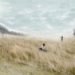 Cheungvol, Bummps, lake michigan, architecture, green design, eco design, sustainable design, floating architecture, building on stilts,