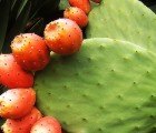 Cactus Gum Can Purify Water Cheaply and Effectively
