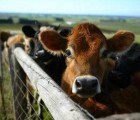 Cows on Treadmills Could Produce Six Percent of the World’s Power