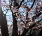 San Francisco Launches First Crowd-Sourced Tree Census
