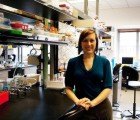 Cow Brain Protein Could Build Better Batteries and Solar Cells