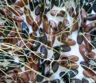 Field Eco Art Exhibit Features 500 Shoes with Living Green Laces