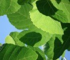 Plant-Based Molecules Could Create More Efficient Photovoltaic Devices