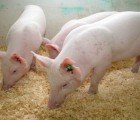 Could Genetically Engineered Pigs Reduce Water Pollution?