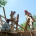 straw bail, straw bail building, Pakistan building, earthquake resistant building, handmade straw bales, PAKSBAB, Renewable building materials, Green building, affordable earthquake building