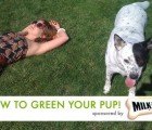 How to Green Your Pup’s Playtime!