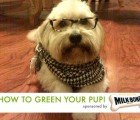 HOW TO GREEN YOUR PUP: Creating a safe environment