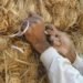 straw bail, straw bail building, Pakistan building, earthquake resistant building, handmade straw bales, PAKSBAB, Renewable building materials, Green building, affordable earthquake building
