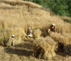 Affordable Earthquake Resistant Homes Made From Straw