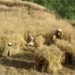 straw bail, straw bail building, Pakistan building, earthquake resistant building, handmade straw bales, PAKSBAB, Renewable building materials, Green building, affordable earthquake building