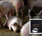 POO POWER: Researchers Make Crude Oil Out of Pig Manure