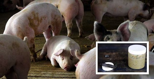 pigs pigs, pig manure, poo power, crude oil, biodiesel, pig fuel, green design