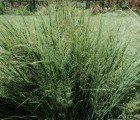 New Gasification Process More Efficiently Converts Biomass to Biofuels
