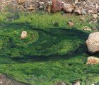 Bio-Grow Uses Electronic Waste to Make Algae for Biodiesel