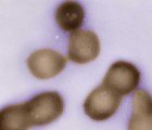 Artificial Life: Scientists Create First Synthetic Living Cell